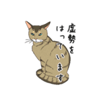 てまりと大きな仔猫たち（個別スタンプ：10）