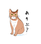 てまりと大きな仔猫たち（個別スタンプ：13）