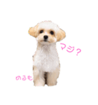 マルプーのメルモちゃん（個別スタンプ：2）