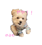 マルプーのメルモちゃん（個別スタンプ：5）