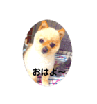 スーさん家族2（個別スタンプ：1）