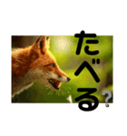 フロの世界 キタキツネのルル編（個別スタンプ：1）