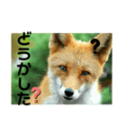 フロの世界 キタキツネのルル編（個別スタンプ：2）
