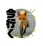 フロの世界 キタキツネのルル編（個別スタンプ：3）