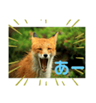 フロの世界 キタキツネのルル編（個別スタンプ：6）