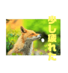 フロの世界 キタキツネのルル編（個別スタンプ：7）