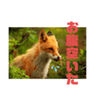 フロの世界 キタキツネのルル編（個別スタンプ：8）