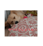 ペルル日誌スタンプ（個別スタンプ：4）