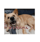 ペルル日誌スタンプ（個別スタンプ：5）