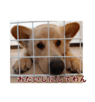 ペルル日誌スタンプ（個別スタンプ：7）