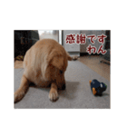 ペルル日誌スタンプ（個別スタンプ：10）