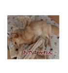 ペルル日誌スタンプ（個別スタンプ：11）