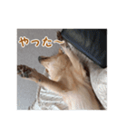 ペルル日誌スタンプ（個別スタンプ：13）