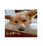 ペルル日誌スタンプ（個別スタンプ：17）