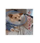 ペルル日誌スタンプ（個別スタンプ：18）