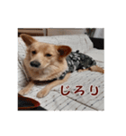 ペルル日誌スタンプ（個別スタンプ：20）