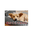 ペルル日誌スタンプ（個別スタンプ：23）