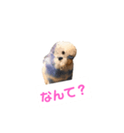 幸せの青い鳥と笑う柴犬（個別スタンプ：1）
