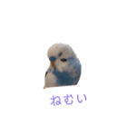 幸せの青い鳥と笑う柴犬（個別スタンプ：2）