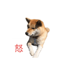 幸せの青い鳥と笑う柴犬（個別スタンプ：3）