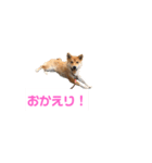 幸せの青い鳥と笑う柴犬（個別スタンプ：4）