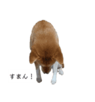 幸せの青い鳥と笑う柴犬（個別スタンプ：5）