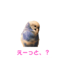 幸せの青い鳥と笑う柴犬（個別スタンプ：6）