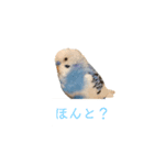 幸せの青い鳥と笑う柴犬（個別スタンプ：7）
