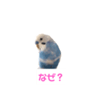 幸せの青い鳥と笑う柴犬（個別スタンプ：8）