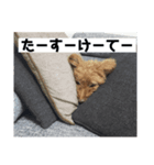 クレストくん（個別スタンプ：7）