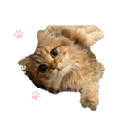 にゃんらいふ(白文字)（個別スタンプ：1）