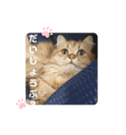 にゃんらいふ(白文字)（個別スタンプ：2）