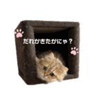 にゃんらいふ(白文字)（個別スタンプ：3）