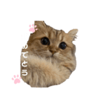 にゃんらいふ(白文字)（個別スタンプ：4）