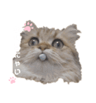 にゃんらいふ(白文字)（個別スタンプ：5）
