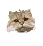 にゃんらいふ(白文字)（個別スタンプ：6）