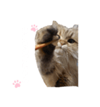 にゃんらいふ(白文字)（個別スタンプ：8）