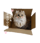 にゃんらいふ(白文字)（個別スタンプ：9）
