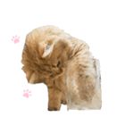 にゃんらいふ(白文字)（個別スタンプ：10）