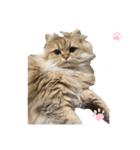 にゃんらいふ(白文字)（個別スタンプ：11）