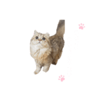 にゃんらいふ(白文字)（個別スタンプ：12）