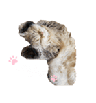 にゃんらいふ(白文字)（個別スタンプ：13）