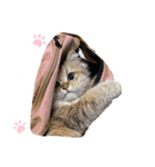 にゃんらいふ(白文字)（個別スタンプ：16）