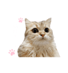 にゃんらいふ(白文字)（個別スタンプ：17）