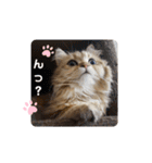 にゃんらいふ(白文字)（個別スタンプ：18）