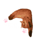 にゃんらいふ(白文字)（個別スタンプ：19）