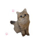にゃんらいふ(白文字)（個別スタンプ：20）