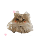 にゃんらいふ(白文字)（個別スタンプ：21）