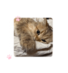 にゃんらいふ(白文字)（個別スタンプ：24）
