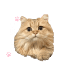 にゃんらいふ(白文字)（個別スタンプ：27）